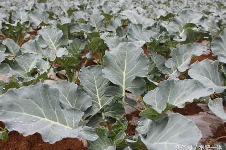 花棷菜多少天施肥一次