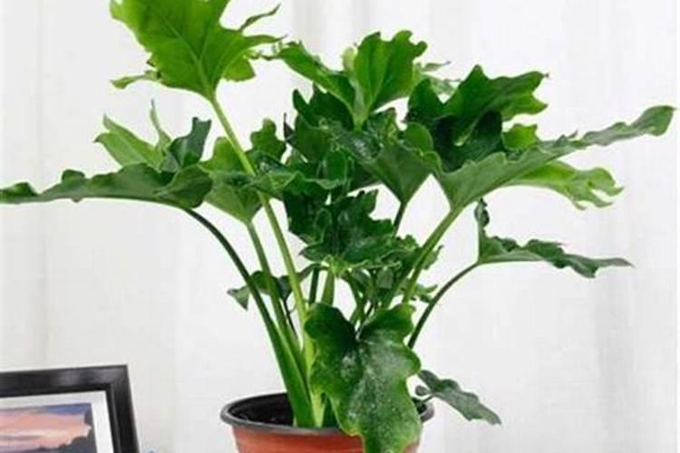 春羽有哪些养护要点？