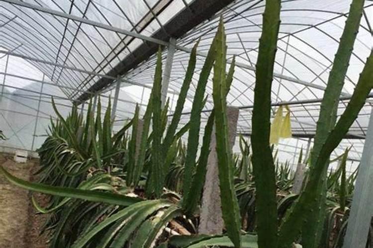 火龙果坐果期要施什么肥