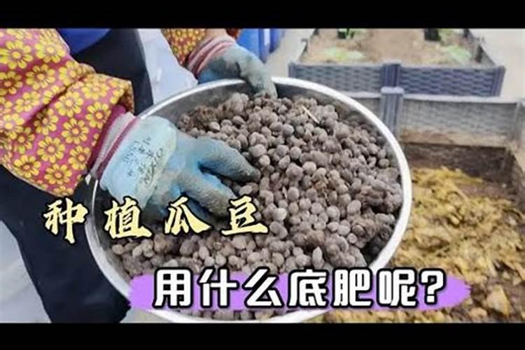 种菜地底肥用什么肥料最好
