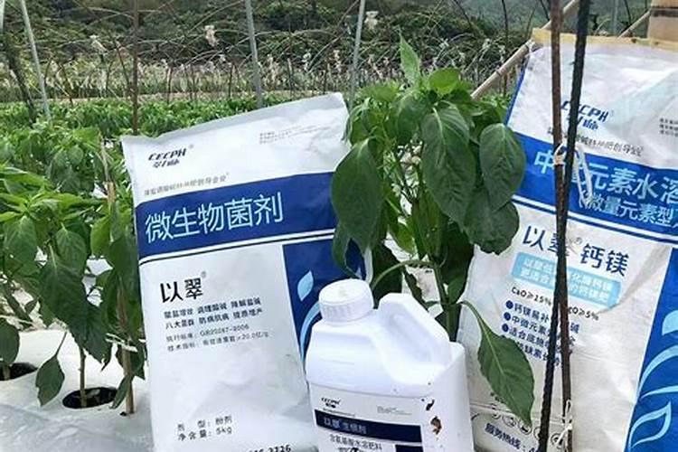 柑桔秋季芽接现在长叶了怎么办？