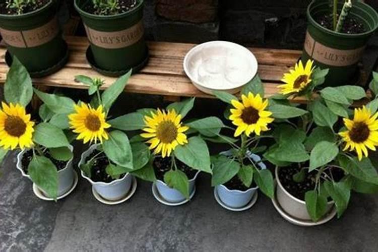 向日葵施什么肥比较好