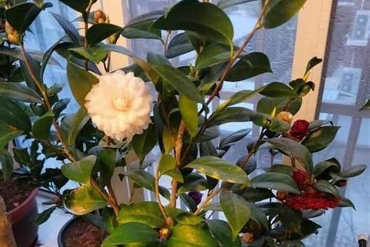 水溶肥与复合肥同时冲施效果怎样