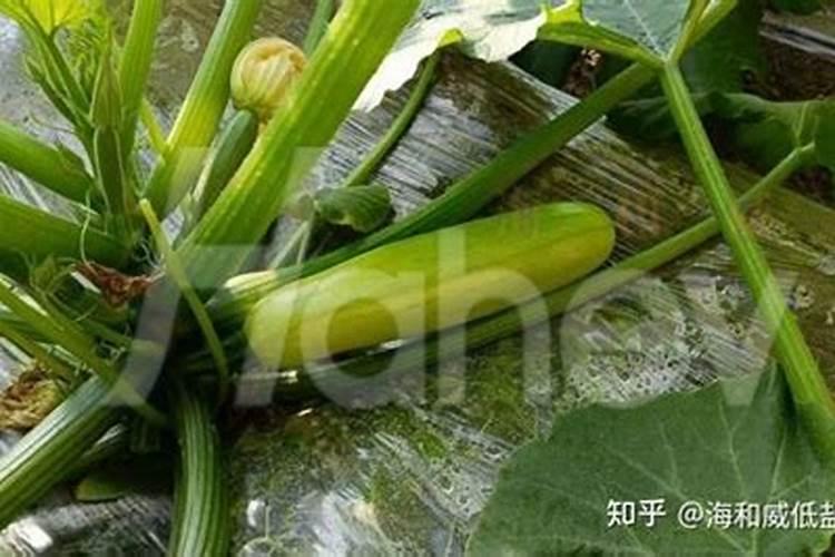 芋头用什么肥料最好？