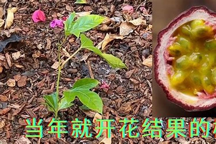 百香果开花的时候能施肥吗？