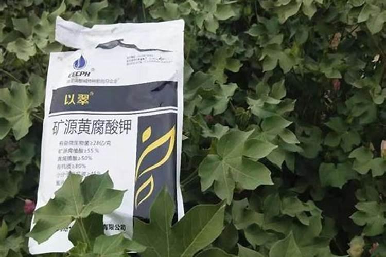 种石斛需什么肥料？石斛种植注意事项