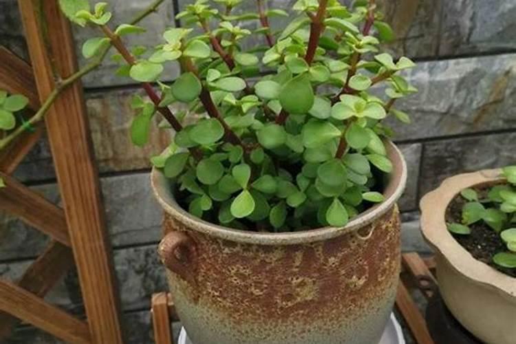 金枝玉叶施肥大了怎么办 金枝玉叶施肥方法