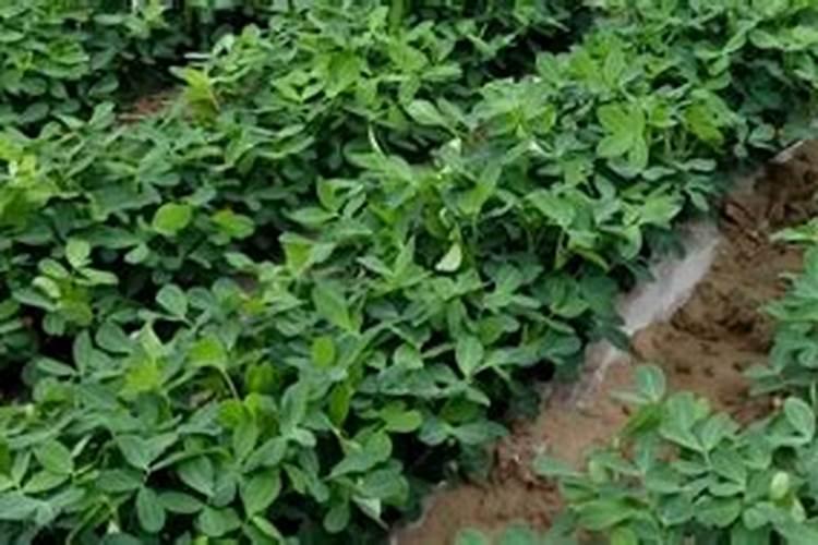 花生需要施什么肥结果多