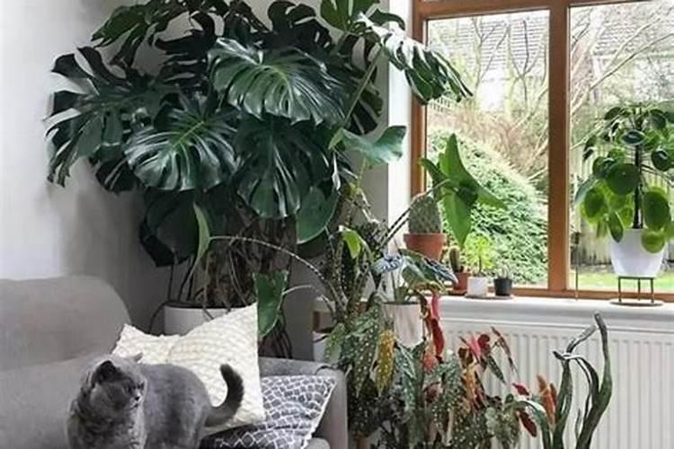 观叶植物施什么肥最好