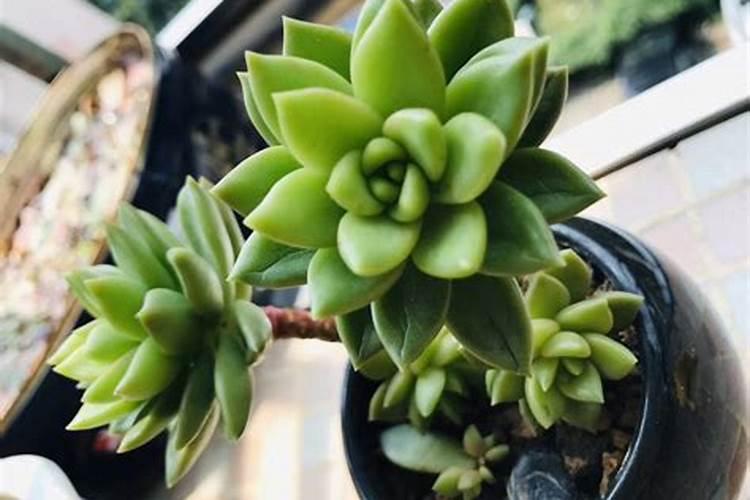 多肉细看是什么样子颜色形状姿态