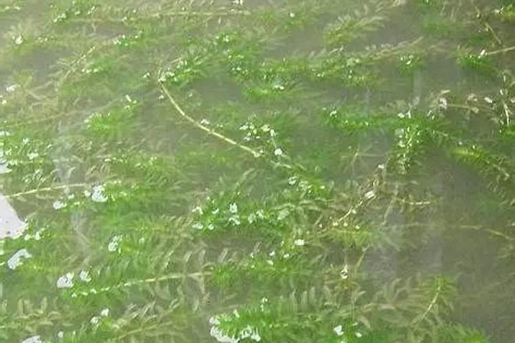 羊粪肥料在水中会下沉是什么原因