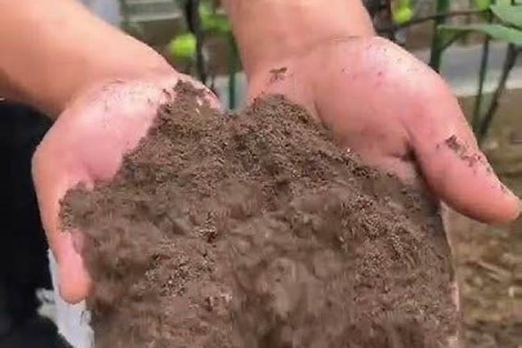 有石灰的土种菜有毒吗