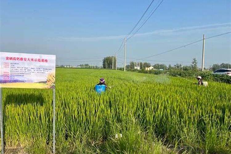 水稻富硒肥能够使水稻富硒化有助于解决中国人补充硒困难的问题百度知 ...