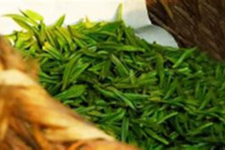 茶树叶片发生日灼怎么办？茶叶用什么叶面肥长得快？