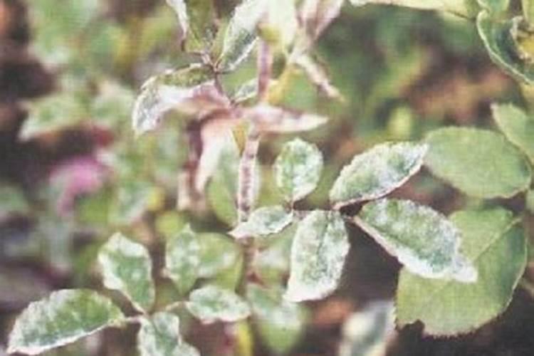 月季花得了白粉病怎么办