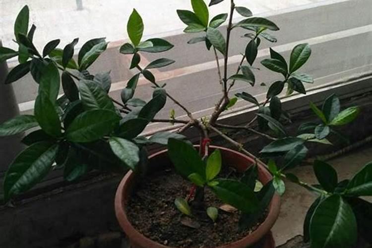 栀子花施什么肥好