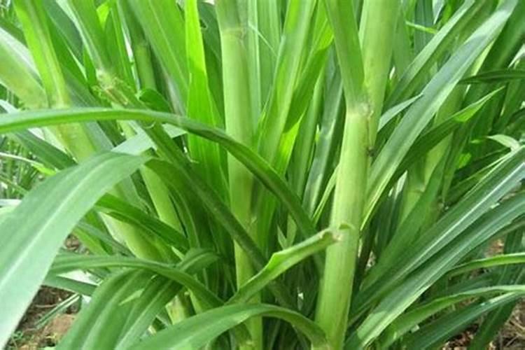 蓝莓园适合的牧草