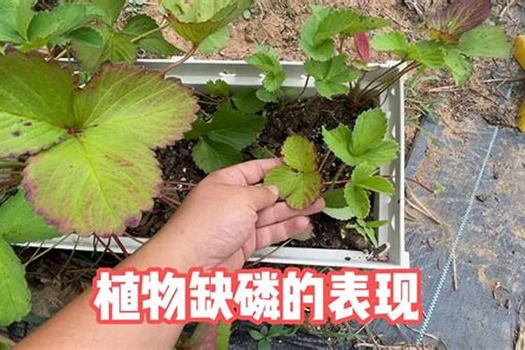 养花卉绿植注意察言观色,缺肥了它会告诉你,发黄脱落卷曲长白斑百度知 ...