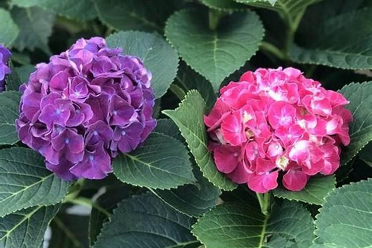 绣球花可以浇淘米水吗？