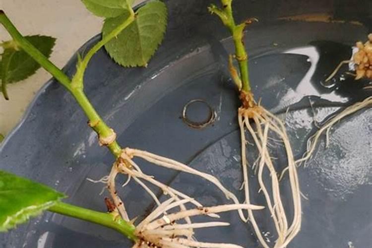 月季扦插多久施肥