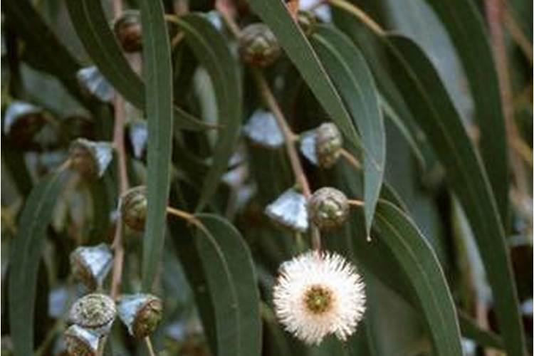 桉树第一年施肥方法 桉树第一年怎么施肥