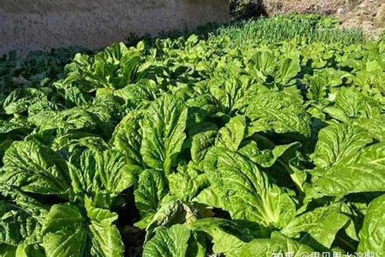 蔬菜锌肥用多了会怎样