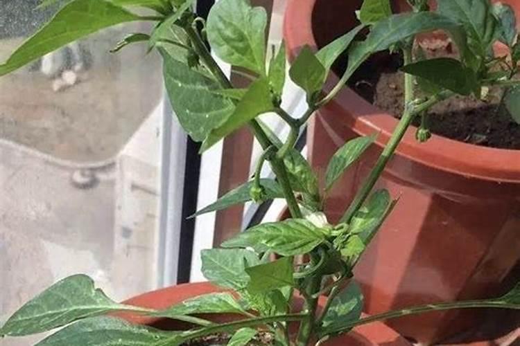 辣椒磷钾肥施用量