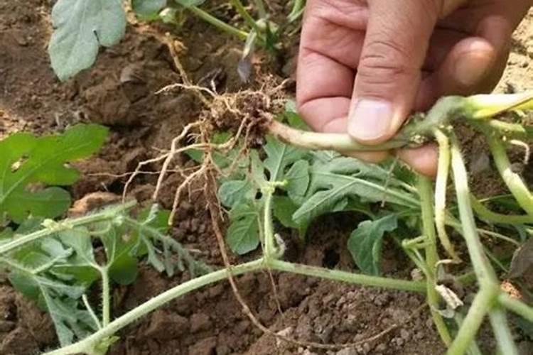 磷肥做底肥会烧根吗