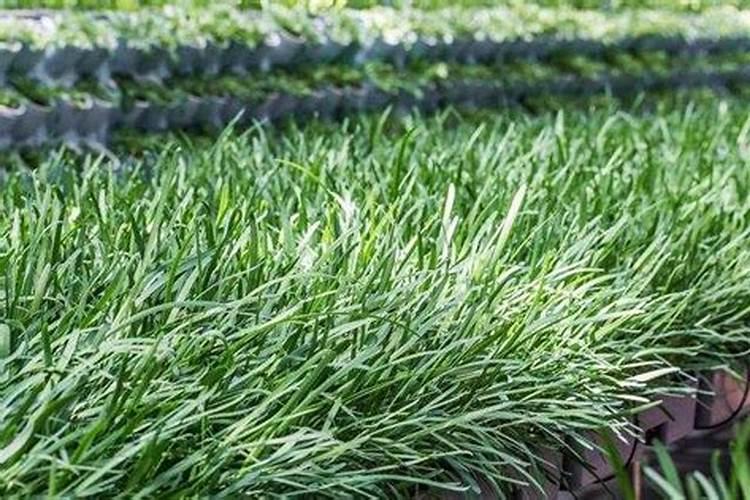 韭菜用什么肥料长的旺？腐植酸水溶肥怎么样？高产田间管理怎么做好