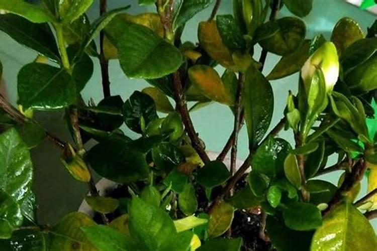 长寿花施什么肥粗壮叶子肥(长寿花小苗用什么肥长得快)