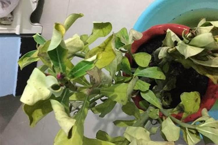 三种让花长得壮的“重口味”肥料撒1勺植物叶子饱满翠绿!