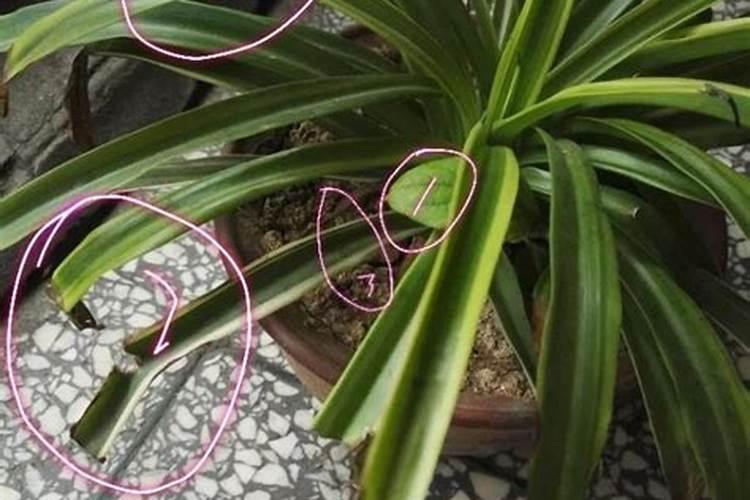 茉莉花怎么才能让叶子又大有好？