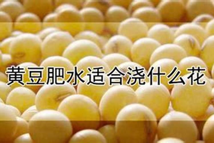 黄豆水发酵变臭怎么浇花