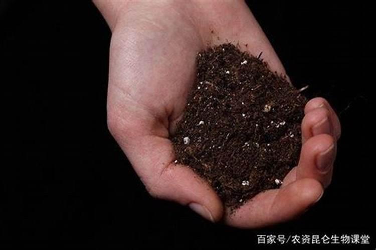 黄瓜几天一浇水几天一施肥 黄瓜多长时间浇水一次