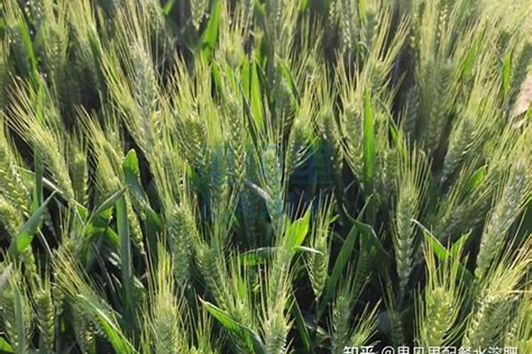 小麦拔节期打什么叶面肥最好