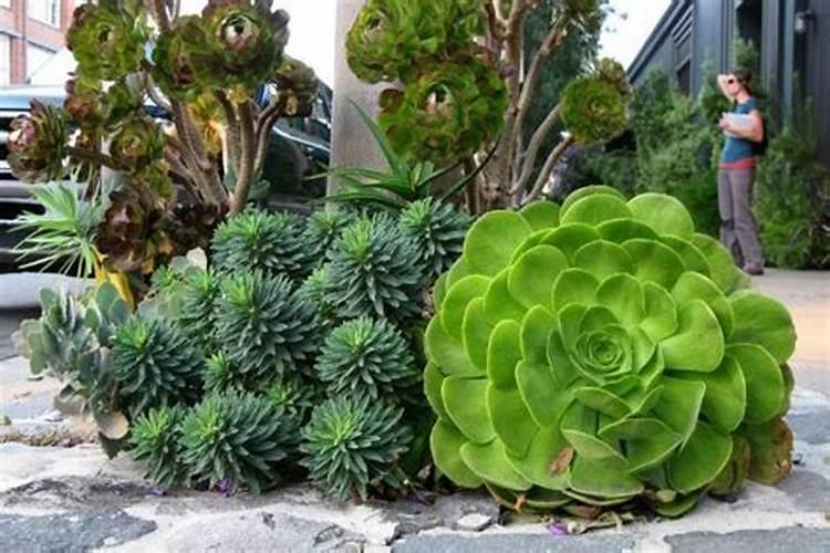 黄腐酸钾水溶肥如何使用？有什么作用？