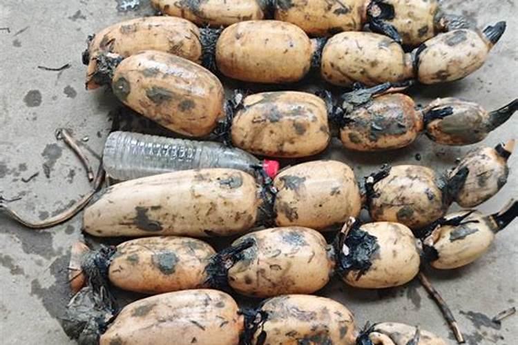 莲藕田浮萍一个劲地疯长,如何除萍不伤藕