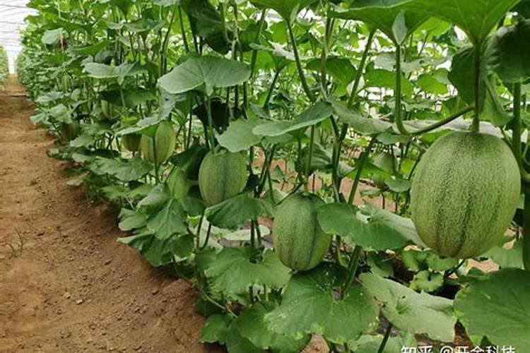 种植又香又甜的甜瓜施肥技巧