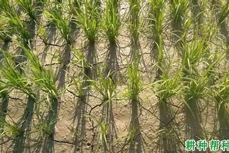 水稻什么时候施复水肥最好