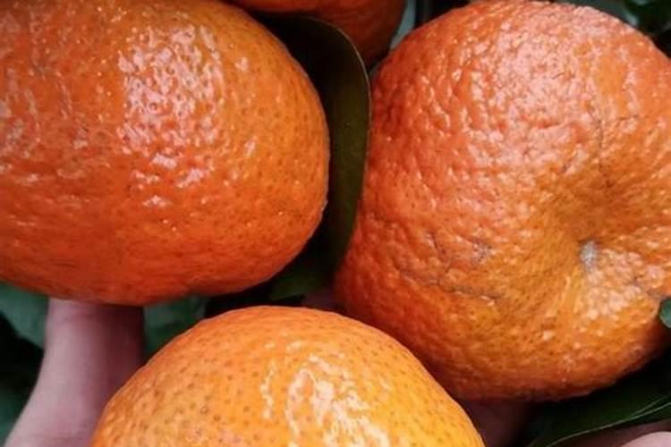 柑橘打拉皮药怎么配比