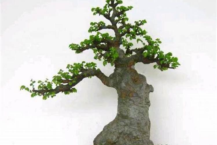 小叶榆树盆景怎么养