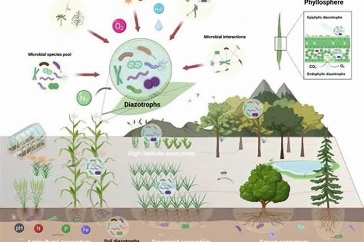 为什么说“氮”长叶子”磷“长果,“钾肥”不足长柴火!