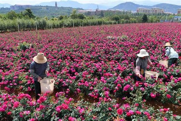 玫瑰花多久施一次肥,要施什么肥料