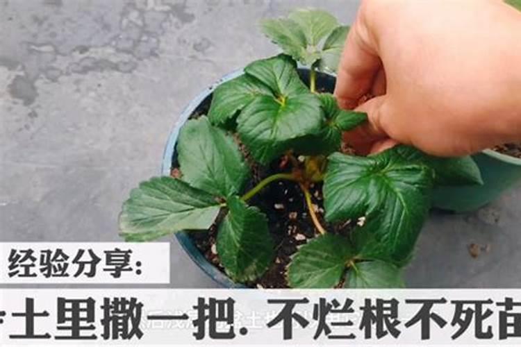 骨粉兑水浇花还是埋在土里好(怎么操作制作骨粉给花浇肥)