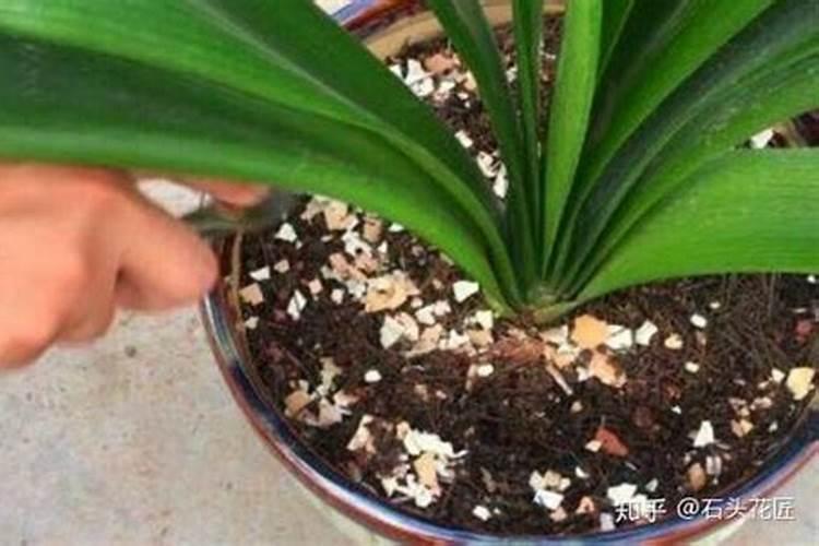 盆栽花卉的底肥怎么施