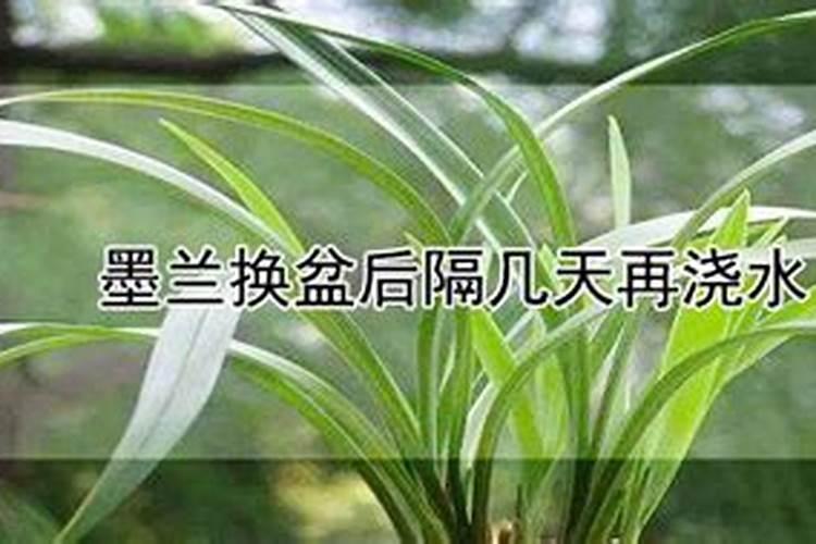 墨兰换盆多久施肥 墨兰换盆后需要多久施肥？