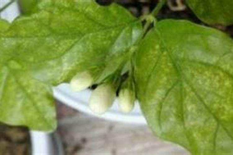 黄瓜叶子发黄缺什么肥