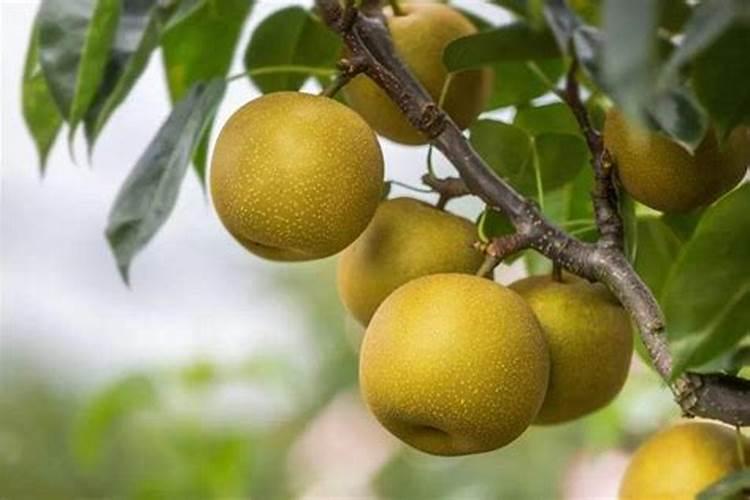 为什么种植油菜要增施硼肥？增施硼肥的好处有哪些？