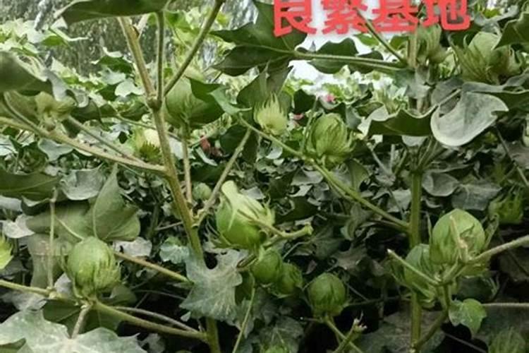 棉花怎么使用叶面肥 棉花施肥方法介绍