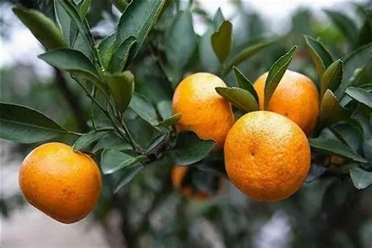 柑橘促花时间和药物 促花方法要点